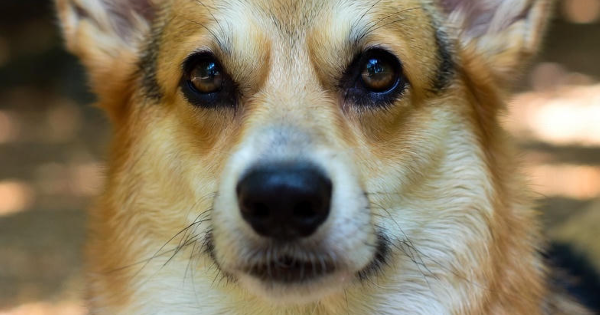 ユーザー主催投稿企画 お題はコーギーしか勝たん！