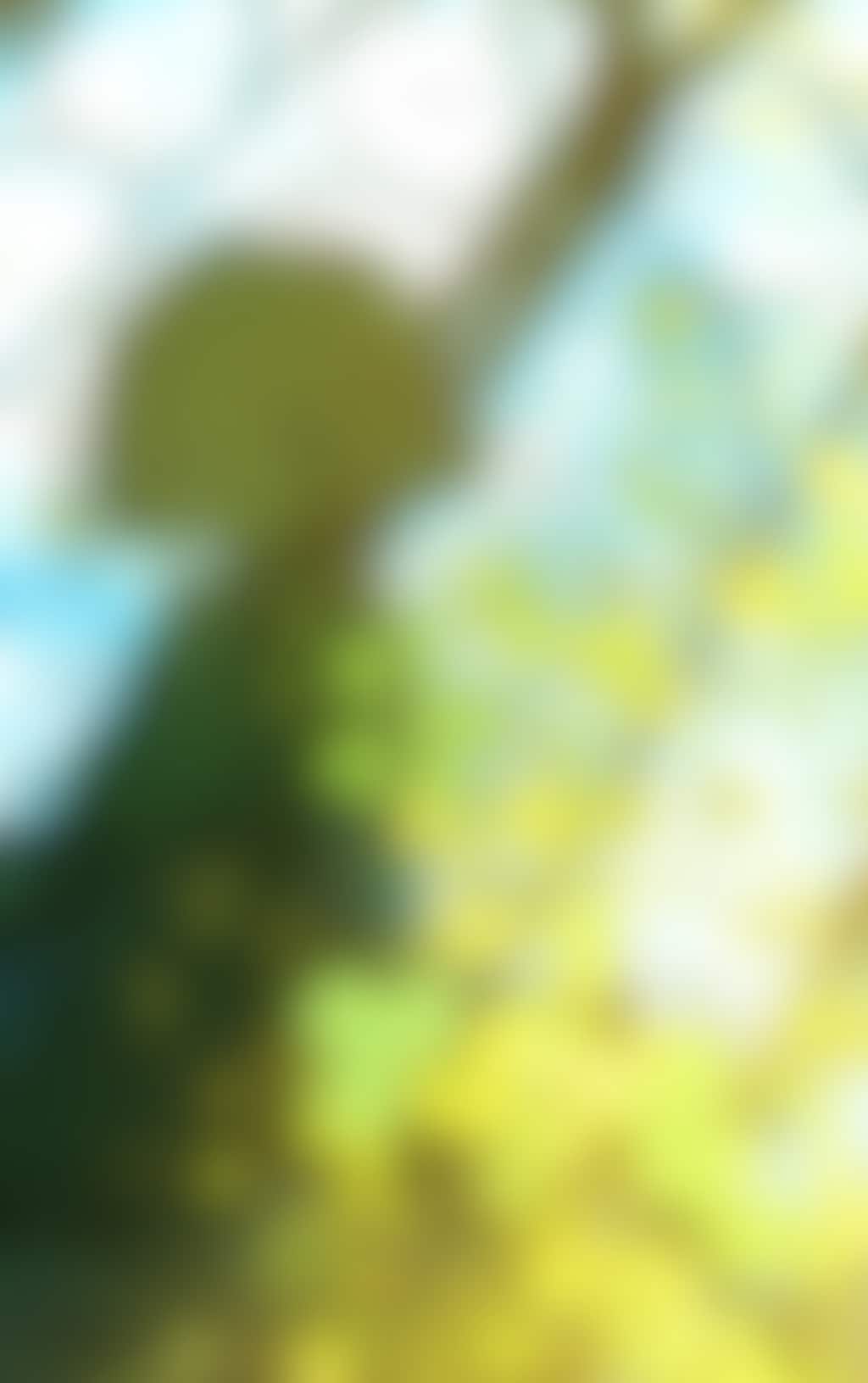 シャムロック|Shamrock