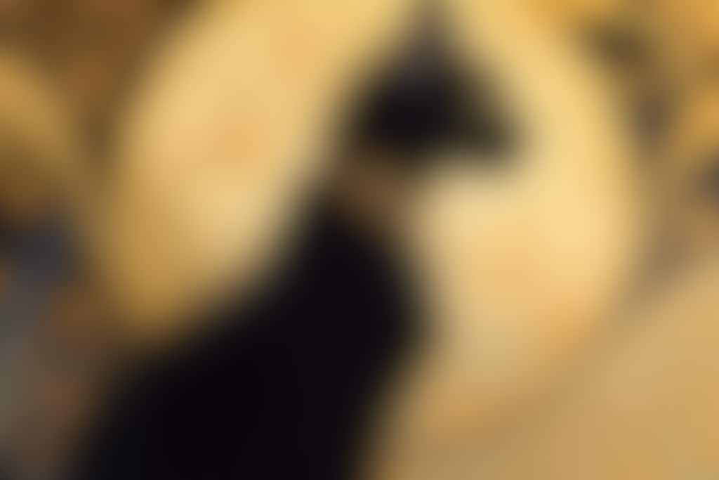 世紀末・猫🐈✨43～49