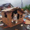 台風に備える猫 4枚目
