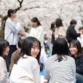 お花見で油断すると... 4枚目