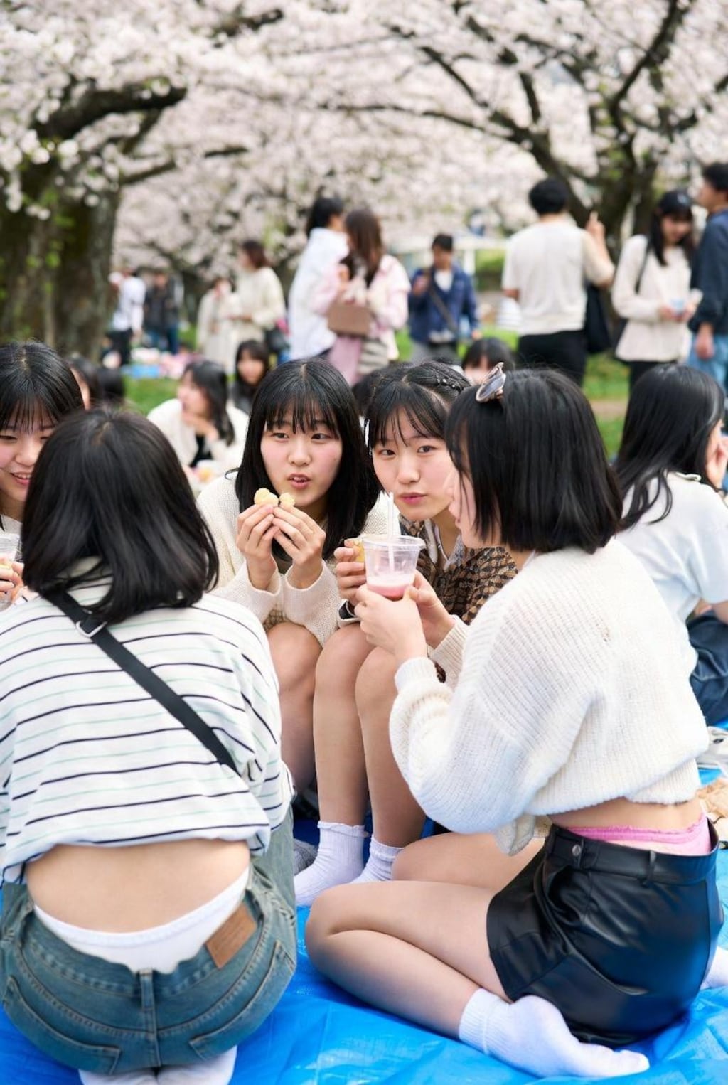 お花見で油断すると...