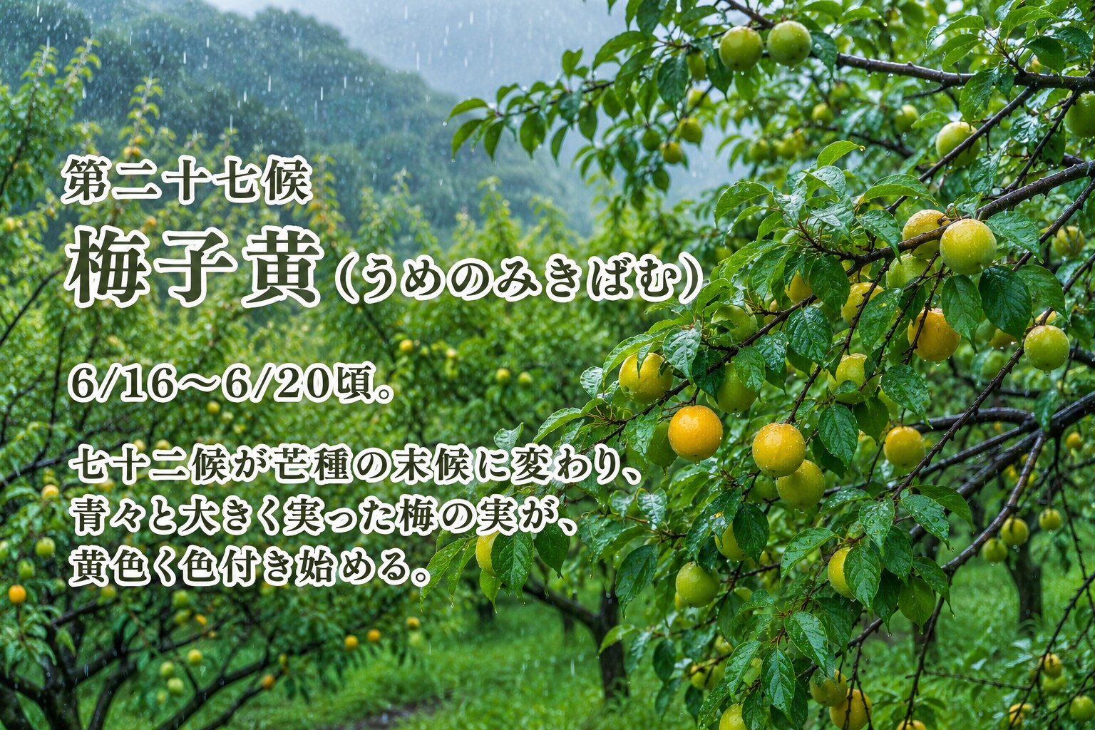 第二十七候「梅子黄 (うめのみきばむ)」  6/16～6/20頃