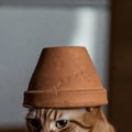 ハチウエ 2枚目