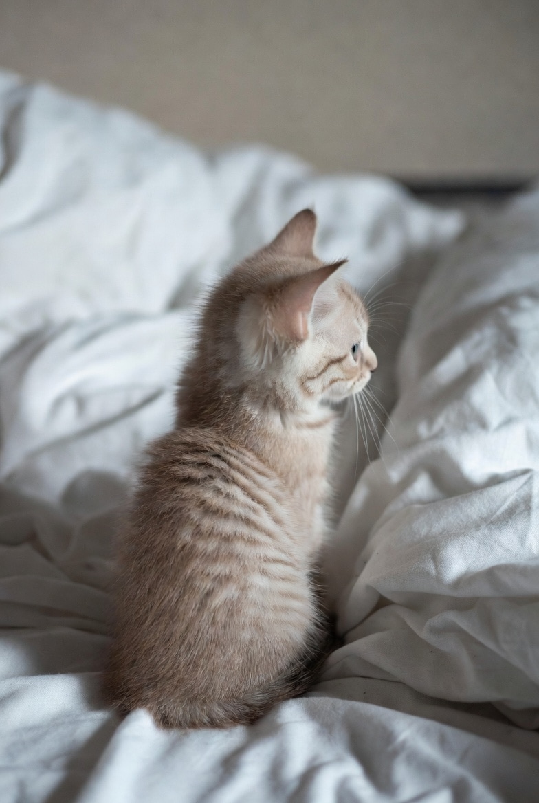 Back | の人気AIイラスト・グラビア