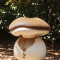キノコの国から来たんやね 8枚目