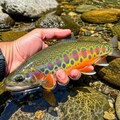 いい岩魚（イワナ）の日 2枚目