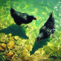 Black hens in green water 5枚目