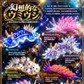 幻想的なウミウシ 3枚目