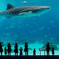 ちゅらうみ水族館 5枚目