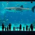 ちゅらうみ水族館 4枚目