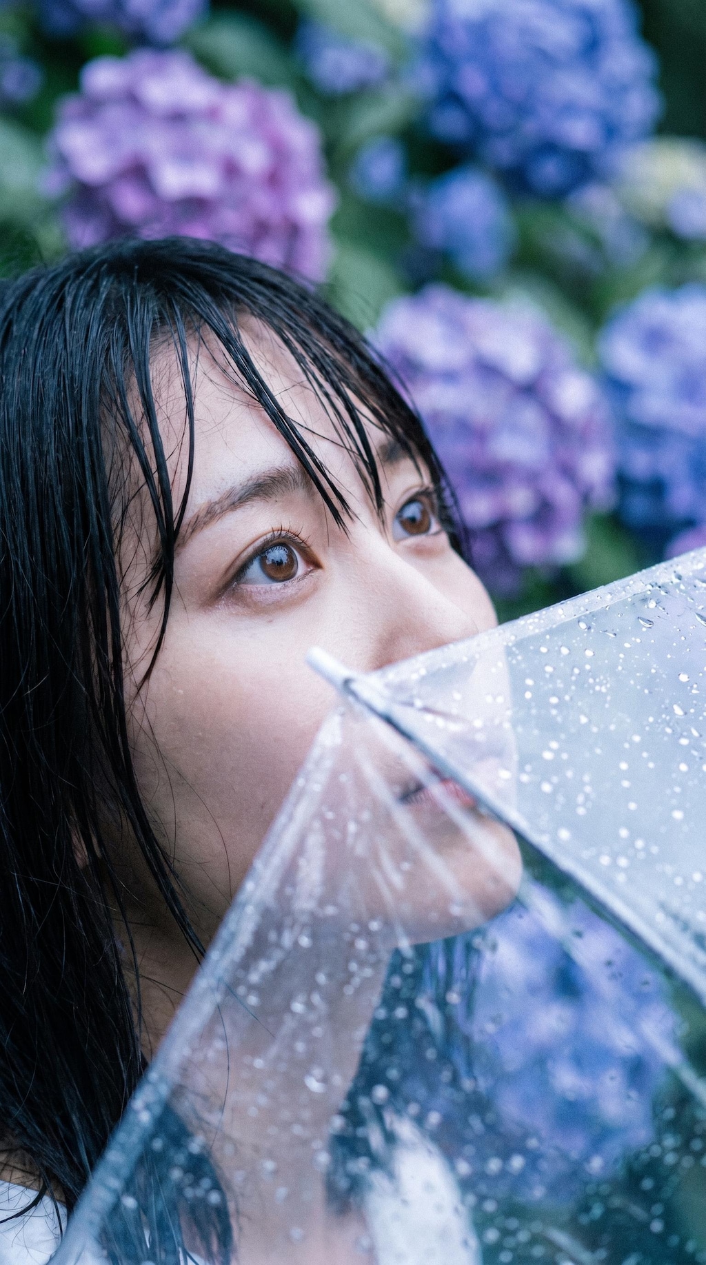 Hydrangea Lane After Rain