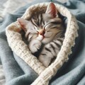 毛布にくるまれて眠る子猫 2枚目