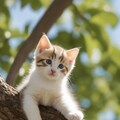子猫の木登り 3枚目