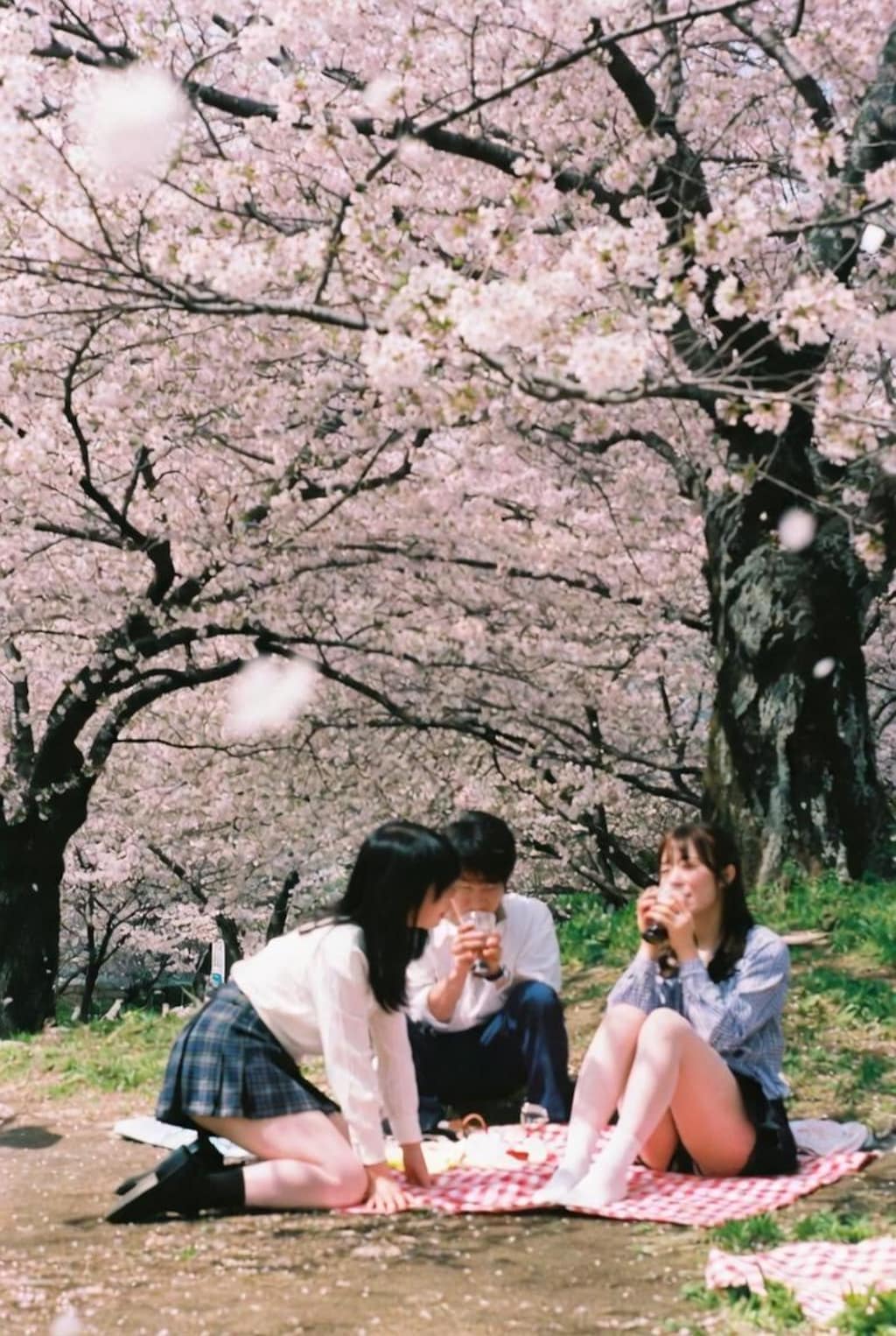 🌸👀🍻