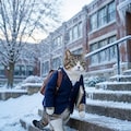 氷立高校に通う猫 2枚目