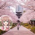 アニメの世界から桜を見に現実世界の観光地にやってきた女の子達♪ 12枚目