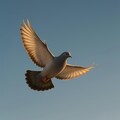 🕊飛翔する鳩🕊 2枚目