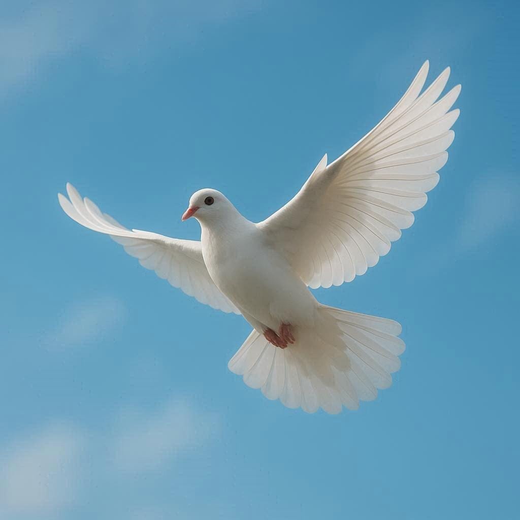 🕊飛翔する鳩🕊