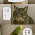 いぬとねこといんこ31(200Kいいねありがとー画像３) 9枚目