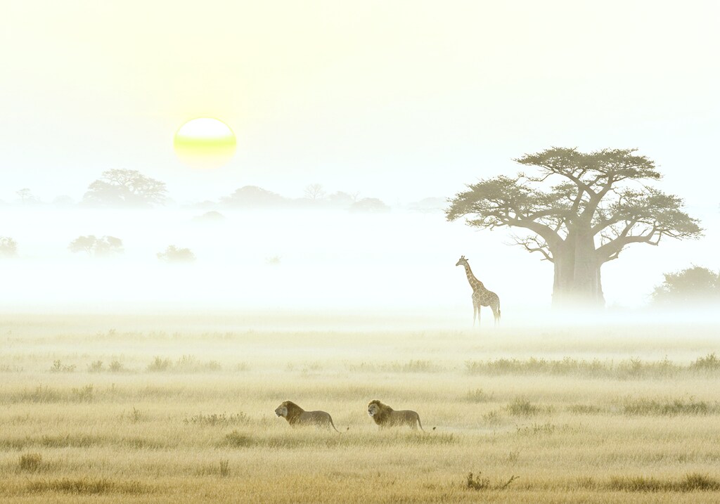 朝霞～サバンナ