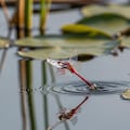 赤とんぼ 10枚目