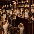 Barの中は猫だらけ 3枚目