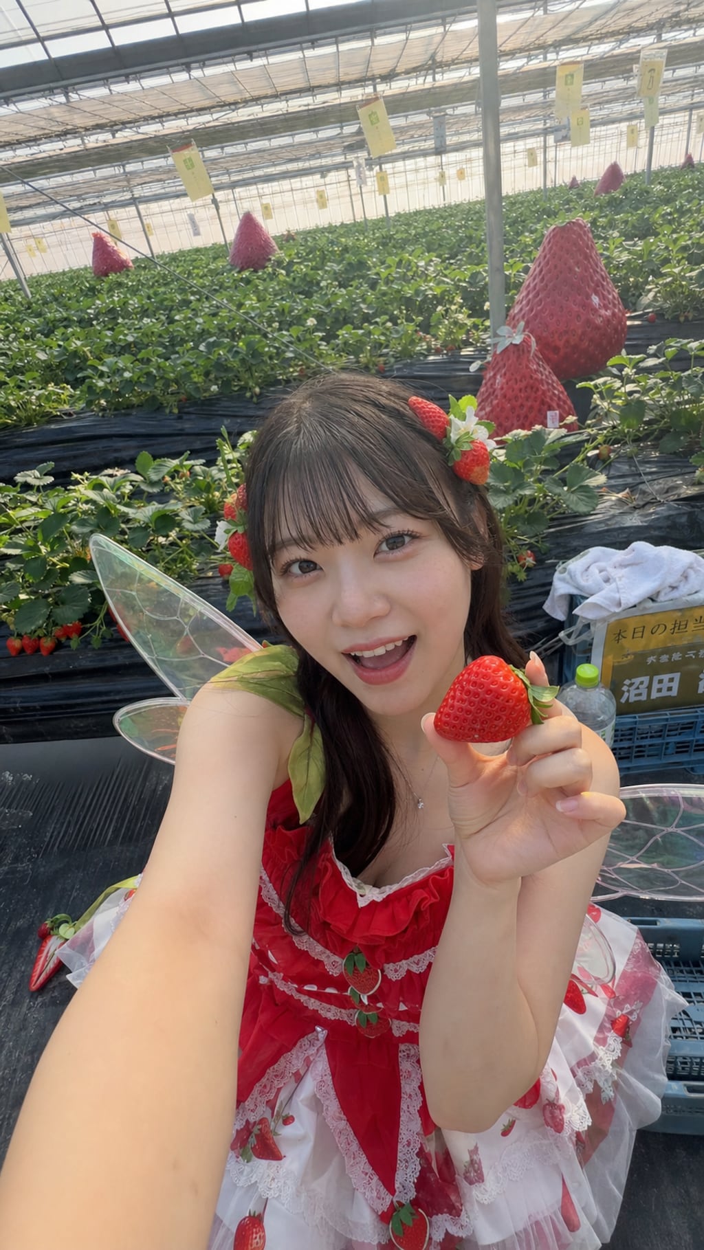 Strawberry Fairy