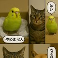 いぬとねこといんこ23 10枚目