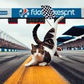 レースクイーンの猫 5枚目