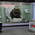 Nekono News 『ラッコミーム』【ニャンノ世界】 2枚目
