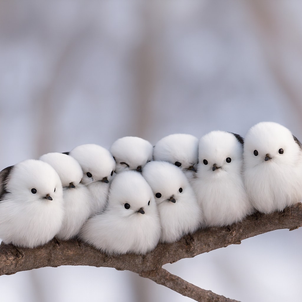 シマエナガの日