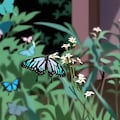アサギマダラ　今年は会えなかったな 3枚目