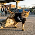 ブレイクダンス愛の猫 6枚目