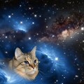（ネタ有）猫と星空 8枚目