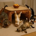 コタツを支配する猫 5枚目