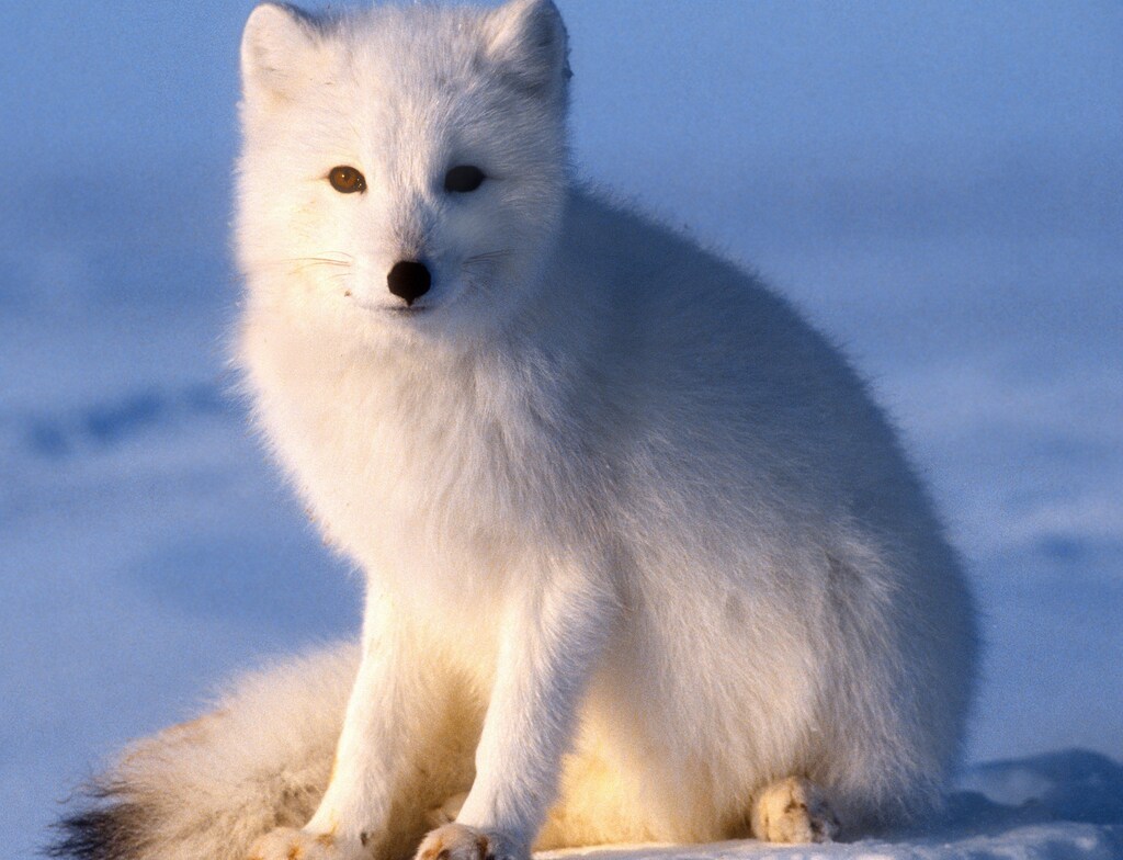 ホッキョクムチギツネ