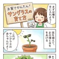 サングラスの栽培方法 2枚目