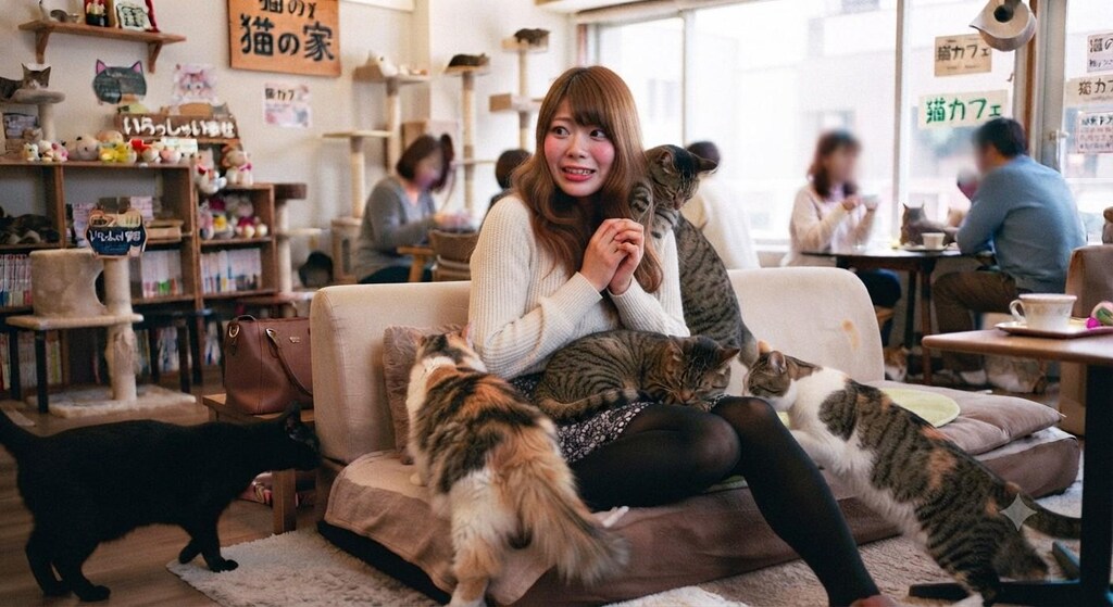 猫カフェにケットシーは