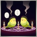 秘密の儀式喋るインコ 11枚目