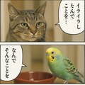 いぬとねこといんこ15 4枚目