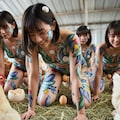 鶏の産卵２ 6枚目