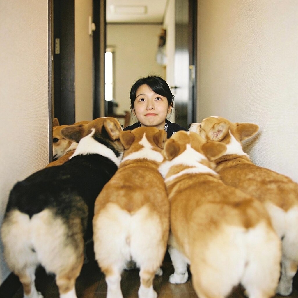 Comparing Cute Corgi Butts