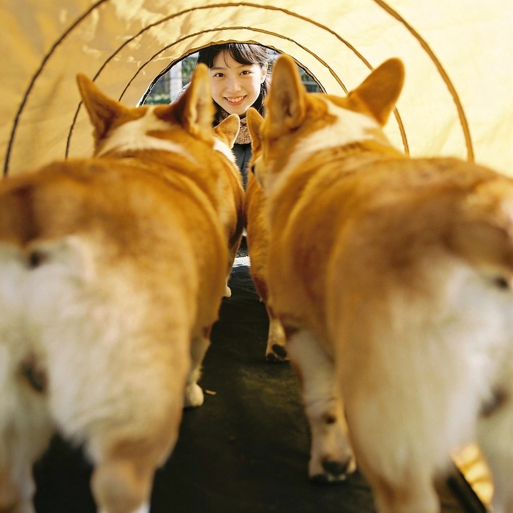 Comparing Cute Corgi Butts