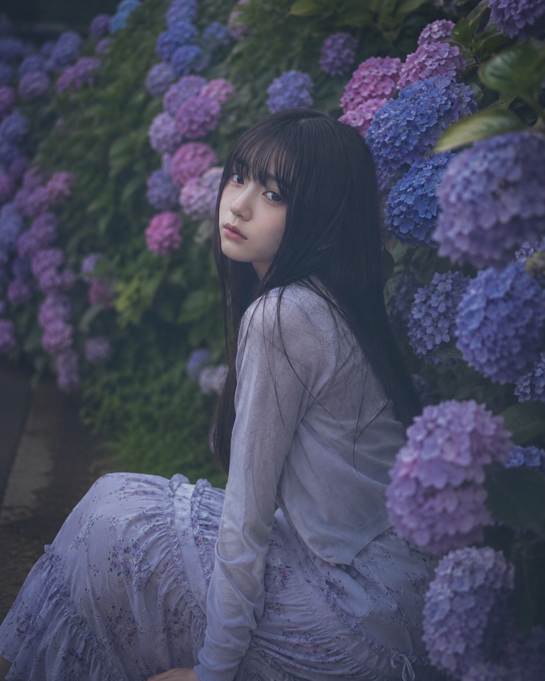 紫陽花