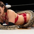 異業種格闘戦 人VS蛇 YURINAも敗北し失禁K.O.させられる 5枚目