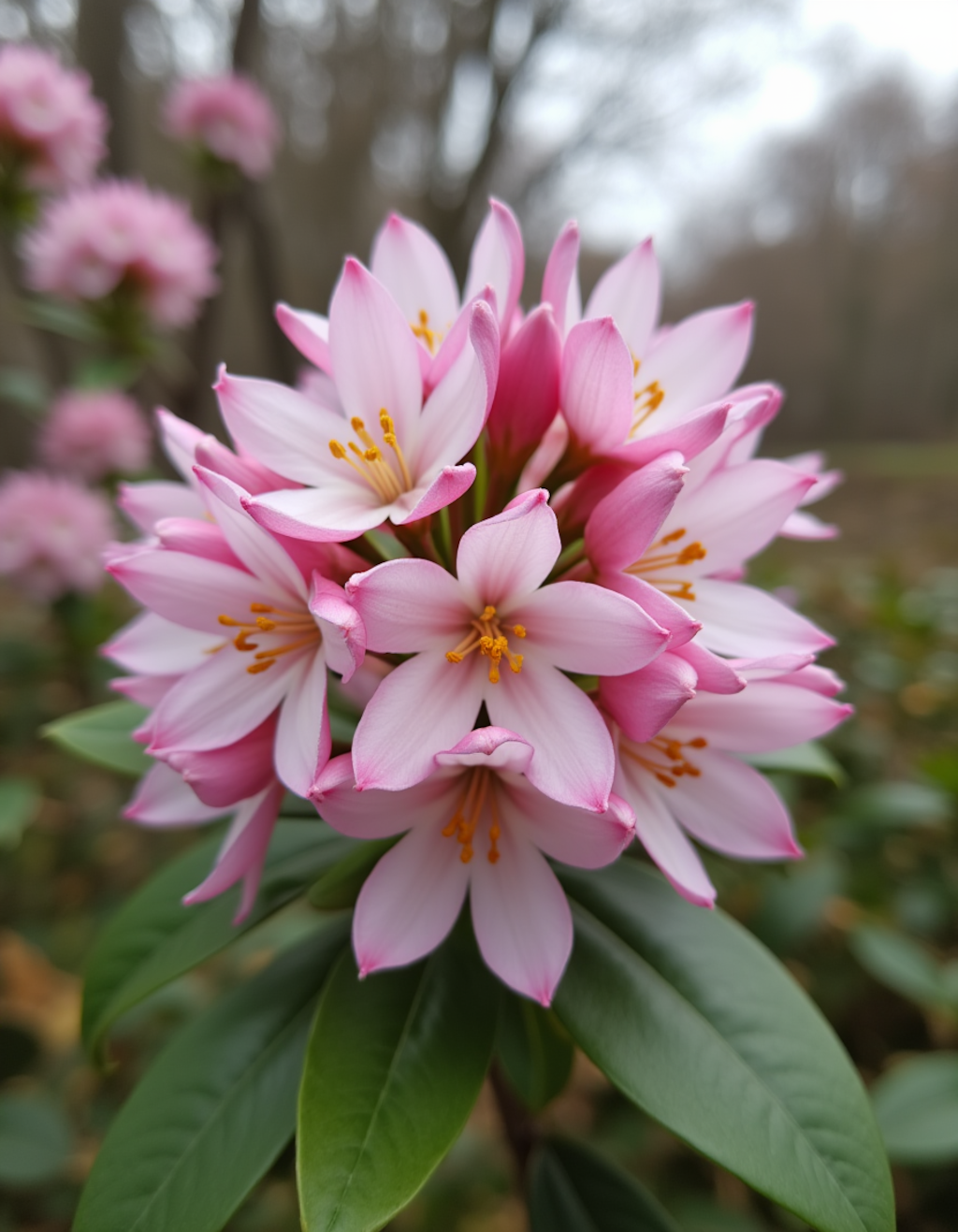Winter Daphne flower