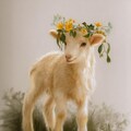 羊に花冠 2枚目
