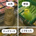 いぬとねこといんこ16 4枚目