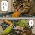 いぬとねこといんこ16 6枚目